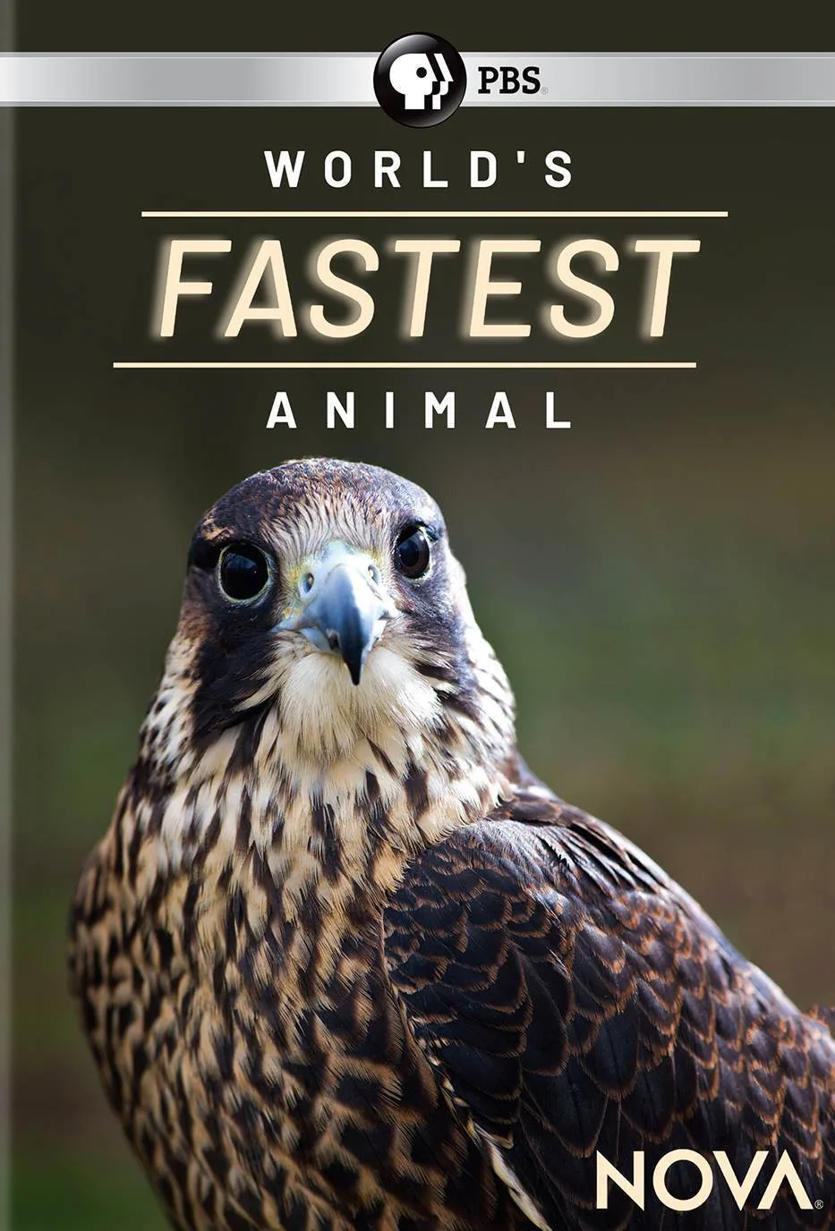 Nova: World's Fastest Animal