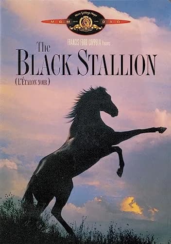 Black Stallion
